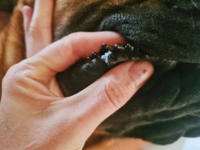 Bumps on Dogs’ Lips: Causes and Treatment Options