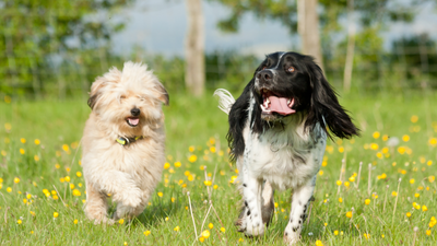 Can a Neutered Dog Still Mate? Explained