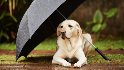 Can Dogs Sense Storms? Exploring Their Weather Abilities