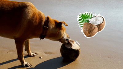 Can Dogs Drink Coconut Water? Everything You Need To Know