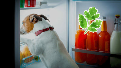 Can Dogs Eat Cilantro? Safe Veggies for Your Canine Companion