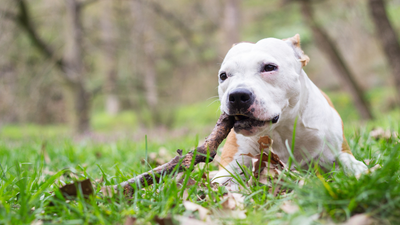 Can Dogs Eat Sticks? What You Need to Know