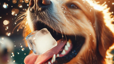 Can Dogs Get Brain Freeze? Understanding the Phenomenon in Pets
