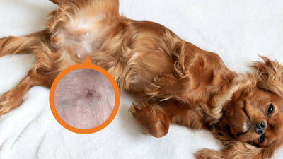 Can Dogs Get Pimples? Understanding Canine Acne Issues