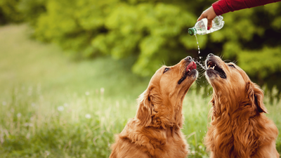 Can Dogs Have Sparkling Water? Everything You Need to Know