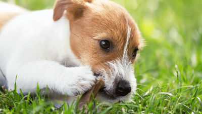 Can Puppies Chew Bones? Expert Advice on Risks and Benefits