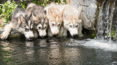 When Can Puppies Drink Water? A Guide for Owners & Breeders