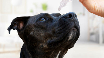 Can You Use Human Eye Drops On Dogs? What You Need To Know