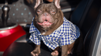 Chocolate French Bulldog: A Sweet and Rare Color