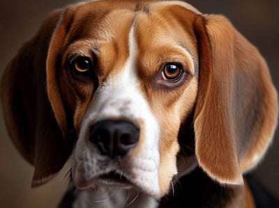 Chocolate Beagle: Sweet, Playful Companion for Your Family