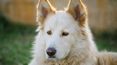 The Northern Inuit Dog: Your Complete Guide To The Modern Direwolf