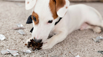 Why Do Dogs Cob? Understanding Gentle Nibbling Behavior