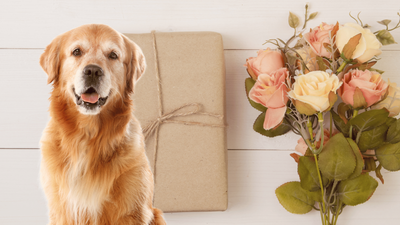 What to Send When Someone’s Dog Dies: Sympathy Gift Ideas