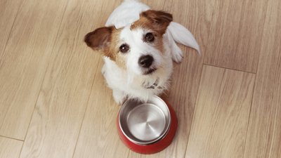 Why Is My Dog Always Hungry? 16 Reasons for Constant Hunger