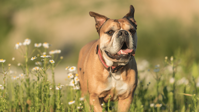 Continental Bulldog: A Robust and Loyal Companion