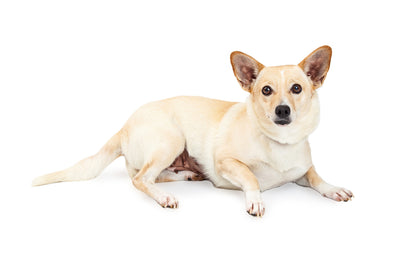 The Corgi Chihuahua Mix: Everything You Need To Know About The Chigi