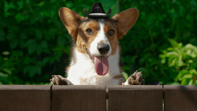 Cowboy Corgi: Essential Guide to Australian Cattle Dog Mix