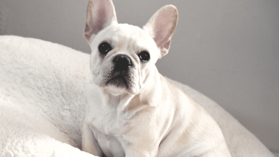 Cream French Bulldog: Traits, Temperament & Care Guide