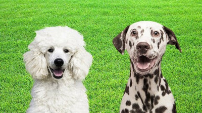 Dalmadoodle: The Dalmatian Poodle Mix