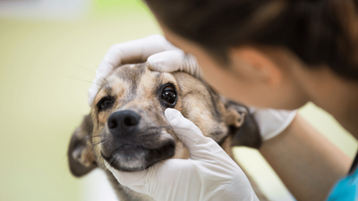 Dogs’ Pupils Are Dilated? Causes and Treatment