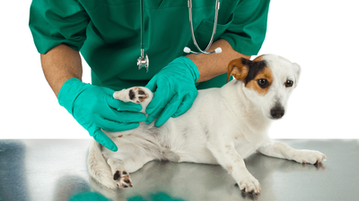 Dislocated Dog Hips: Diagnosis, Causes, & Treatment