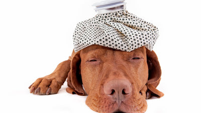 Do Dogs Get Headaches? Veterinarian Explains