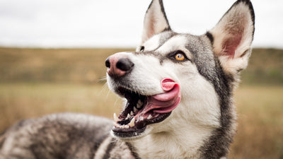 Do Dogs Have Lips? Let’s Talk About The Rim Of A Dog’s Mouth