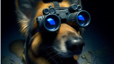 Do Dogs Have Night Vision? Unveiling Their After-Dark Seeing Abilities