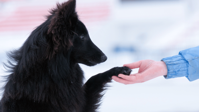 Do Dogs Remember People? How Long Can They Recall Humans?