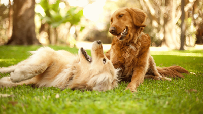 Do Dogs Remember Their Siblings? Canine Memory Explored