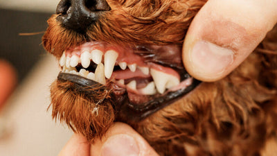 Do Dogs’ Teeth Grow Back? Puppy And Adult Dog Tooth Loss