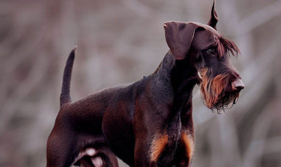 Doberman Poodle Mix: Your Guide To The Doberdoodle