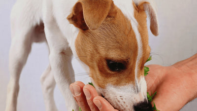 Does Catnip Work For Dogs? The Pros and Cons of Catnip For Dogs