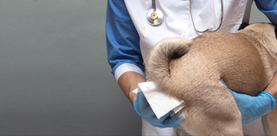 Dog Anal Leakage? Everything A Vet Needs You To Know