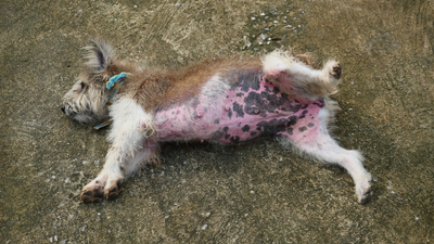 Dog Armpit Rashes: Causes and Treatment Options