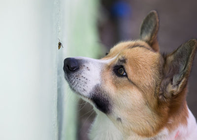 Dog Ate a Bee? What to Do When Your Pet Swallows an Insect