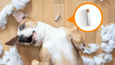 Dog Ate Chapstick? What to Do and When to Worry