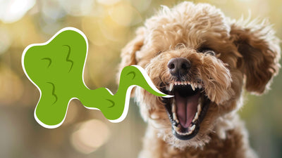 Bad Breath in Dogs: Discover Causes, Effective Treatments, and Prevention Tips