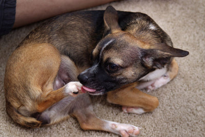 Why Do Dogs Bite Their Paws? Common Causes and Solutions
