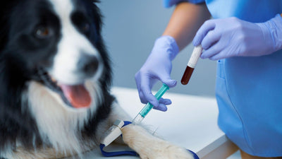 Dog Blood Types: Understanding Your Pet's Blood for Health and Transfusions