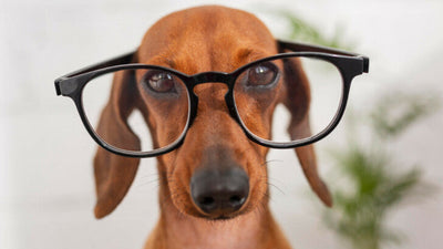 Dog Breeds With Poor Eyesight: Could Your Dog Go Blind?