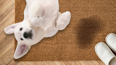 How to Get Dog Pee Out of Your Carpet