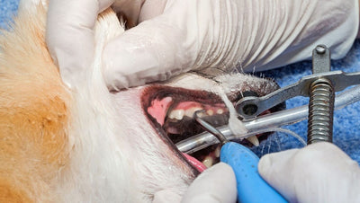 Dog Dental Implants: Worth It for Your Pet’s Smile & Health?