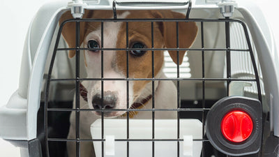 Canine Escapes: What To Do When A Dog Destroys Their Crate When Left Alone