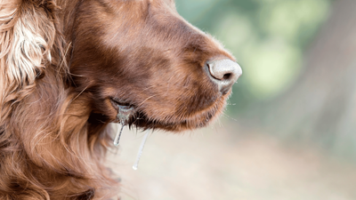 Dog Drooling: 11 Natural Home Remedies to Reduce Salivation