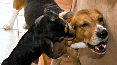 Dog Ear Biting: Why Does Your Pet Do It and How to Stop It