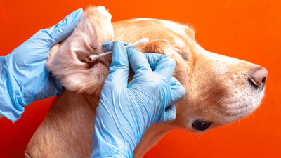 Dog Ear Plucking: How To Do It & Knowing The Risks