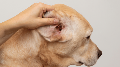 Dog Ear Smells? Causes, Diagnosis, and Treatment