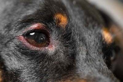 Dog Eye Stye: Causes, Symptoms, and Treatment