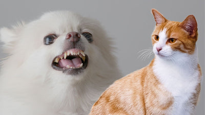 Dog Growling at Cat? Everything You Need To Know